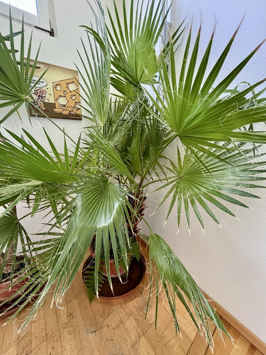 Piante & sementi: Grosse Washingtonpalme knapp 2m gross – Usato da frick venduto da comi 1