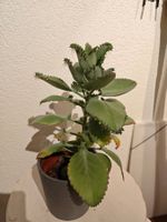 Mutterpflanze Kalanchoe ca. 25cm