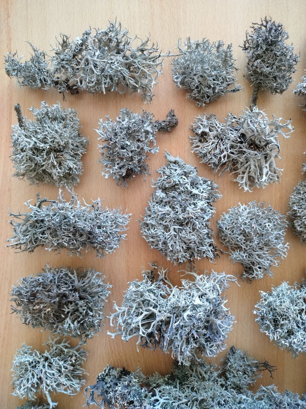 Piante & sementi: Rentierflechte, echte Flechte, Islandmoos, Baummoos - 100g – Nuovo (secondo la descrizione) da Jona venduto da Argus36 1