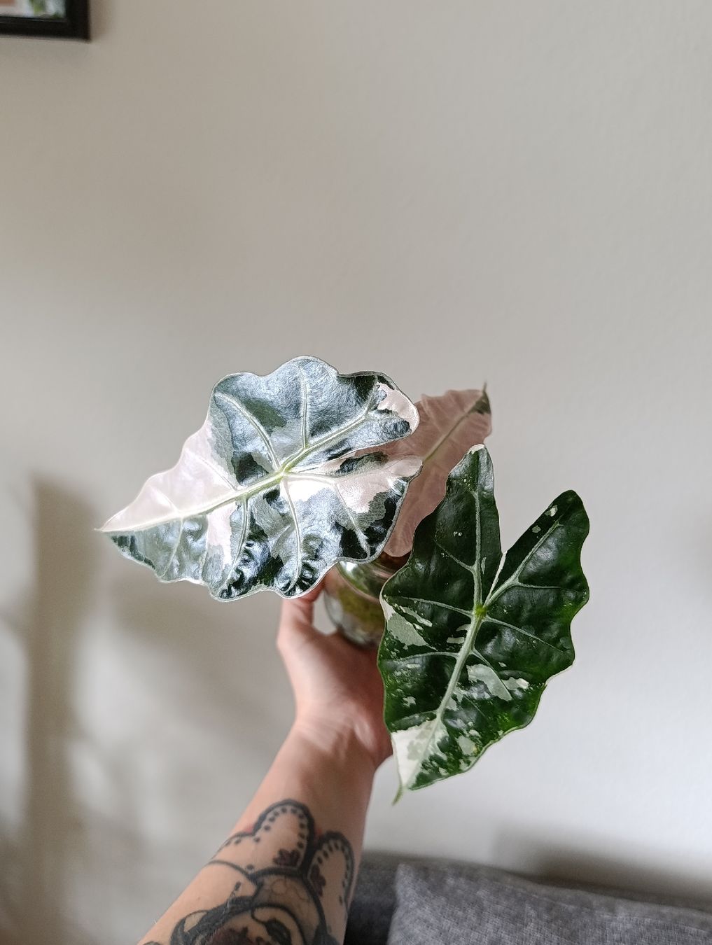 Piante & sementi: Alocasia Polly pink Variegata – Usato da Baar venduto da L.isa28 2