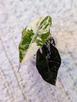 Alocasia Polly Albo / Pink Variegata