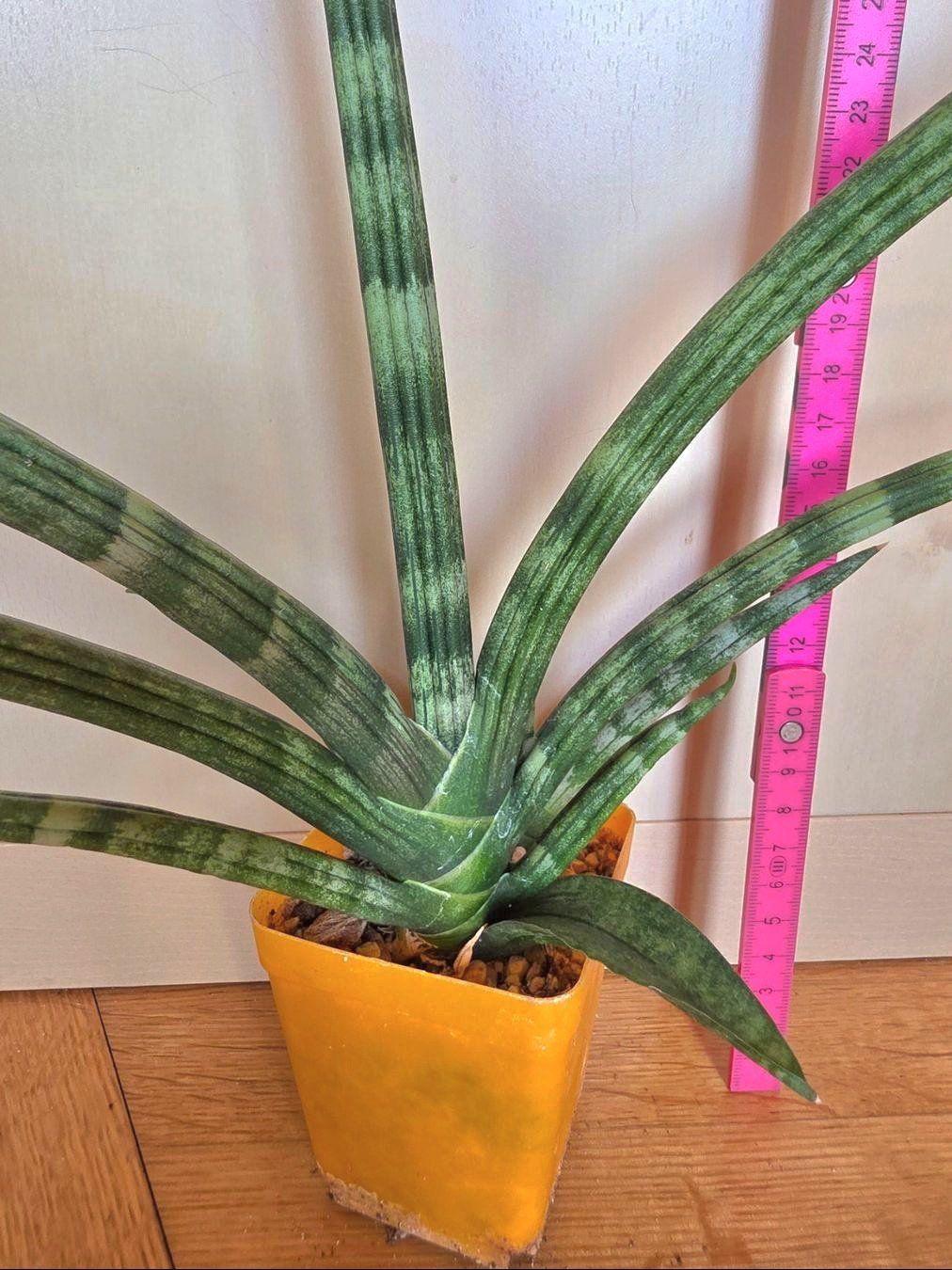 Piante & sementi: Sanseveria cylindrica "Boncellensis" / Seestern Bogenhanf – Nuovo (secondo la descrizione) da Thalheim venduto da silvara01 1