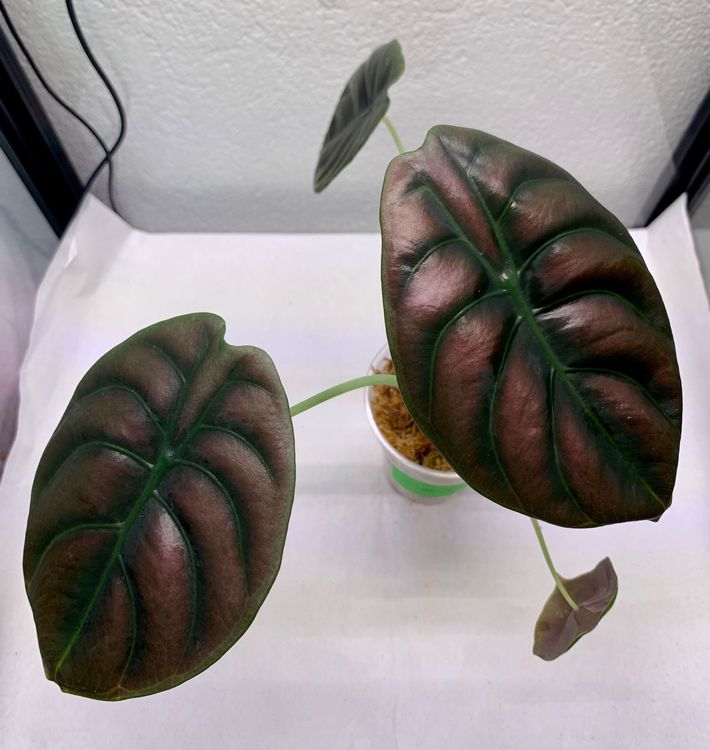 Baby Alocasia ‚Red Secret‘ Zimmerpflanze | 20 Cm Hoch, Inkl. Topf | Pfeilblatt Mit Roten Akzenten