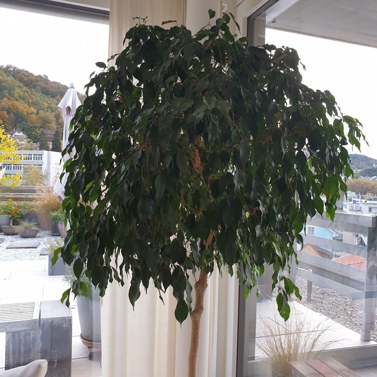 Exotenherz Ficus Benjamini Twilight Birkenfeige 14cm Topf - Zimmerpflanze  Ca. 45cm Hoch