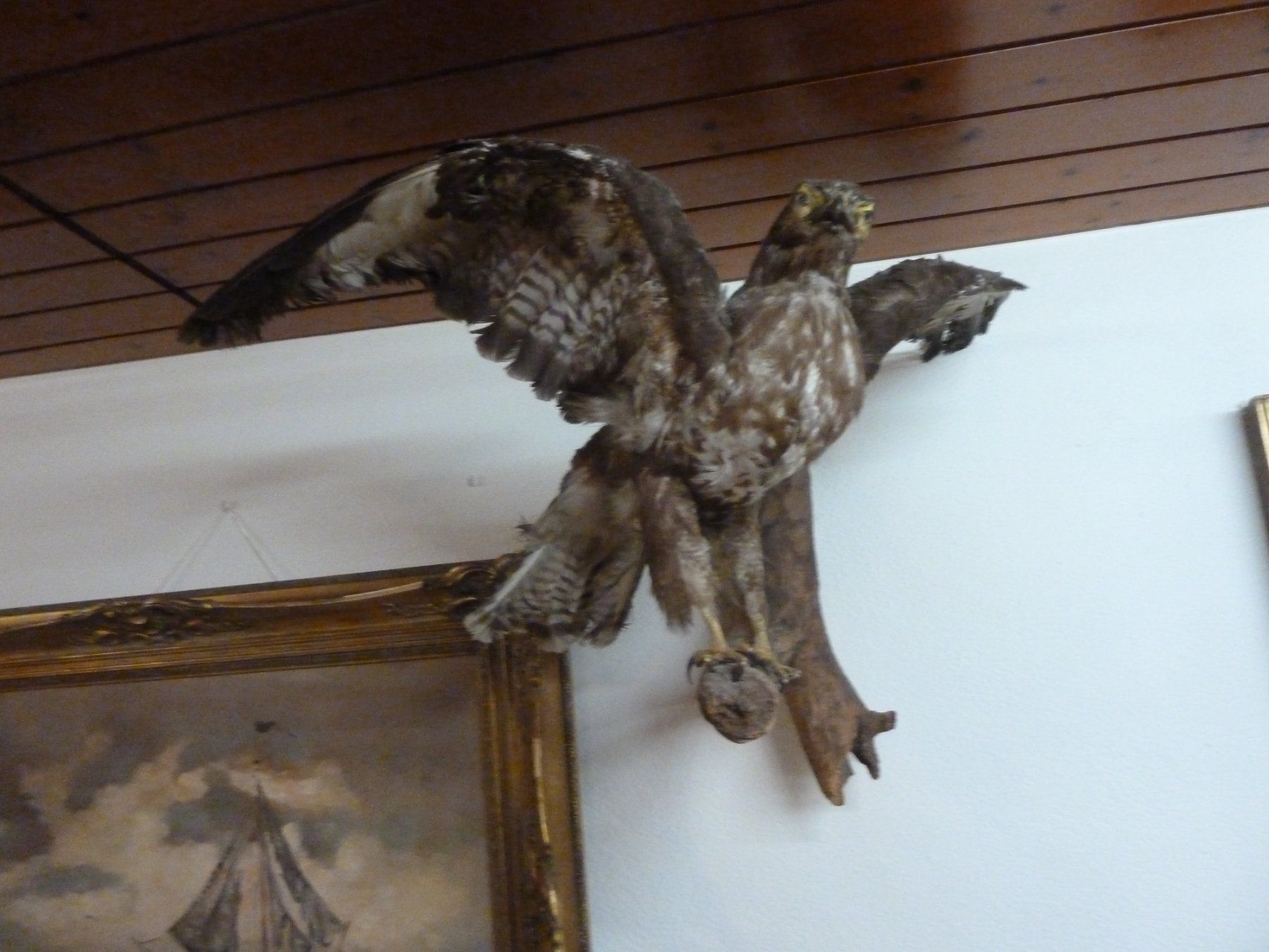 Il mondo degli animali: Greifvogel – Usato da Bure venduto da 1319 1