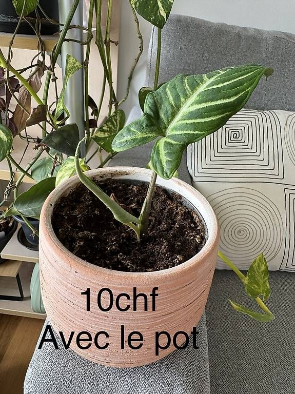Piante & sementi: Plantes d'appartement  – Nuovo e nell'imballaggio originale da Chavannes-Renens venduto da gue_cxz6 1