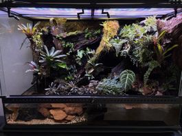 Terrarium / paludarium complet (90x45x60cm) full automatisé