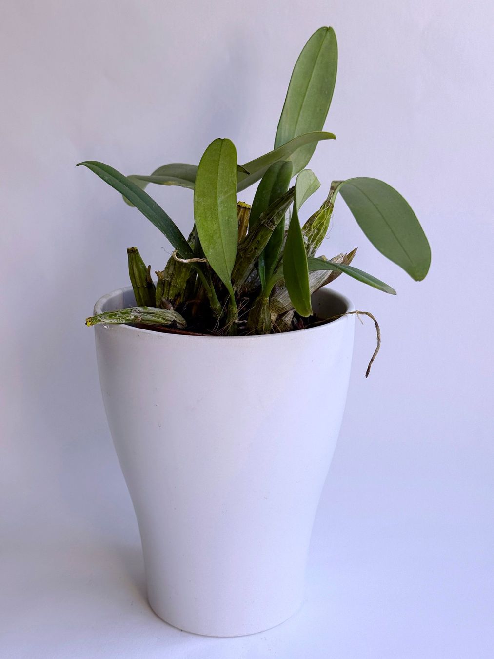 Piante & sementi: Dendrobium lindleyi ***** – Nuovo (secondo la descrizione) da Dübendorf venduto da Orchid18 1