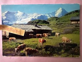 1962  38923 Grindelwald-First, Bachläger mit Fiescherhörner