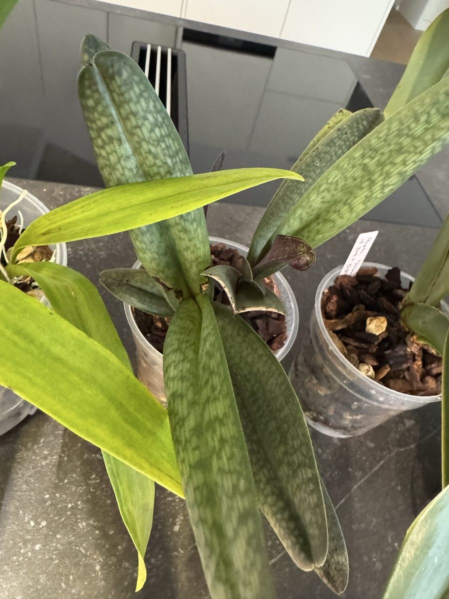 Pflanzen & Samen: Orchideen - Sammlung abzugeben – Gebraucht aus Teufen AR von Muffin97 5