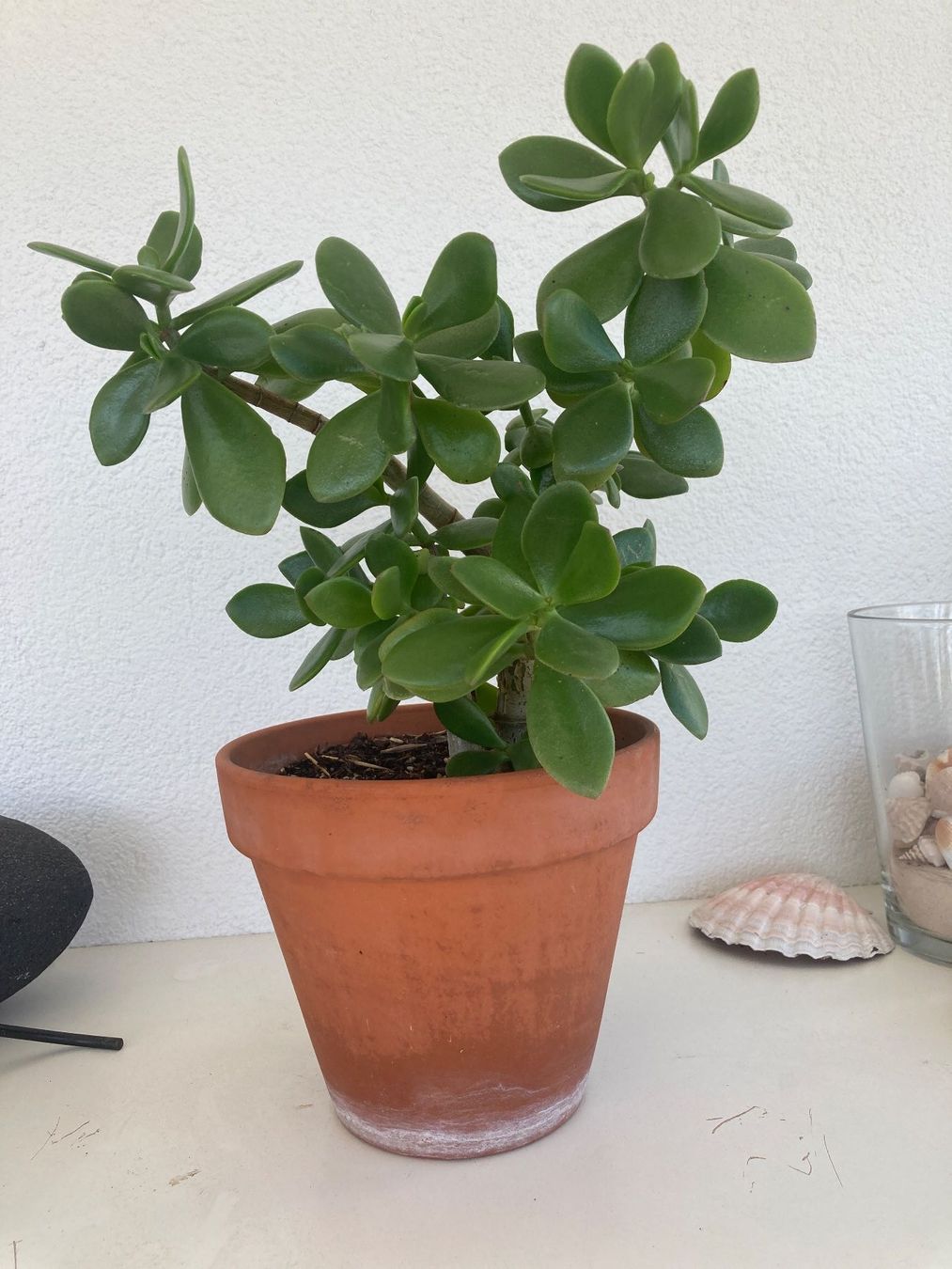 Pflanzen & Samen: Crassula / Geldbaum – Neu (gemäss Beschreibung) aus Zollikofen von gamel01