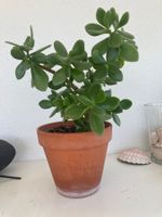 Crassula / Geldbaum