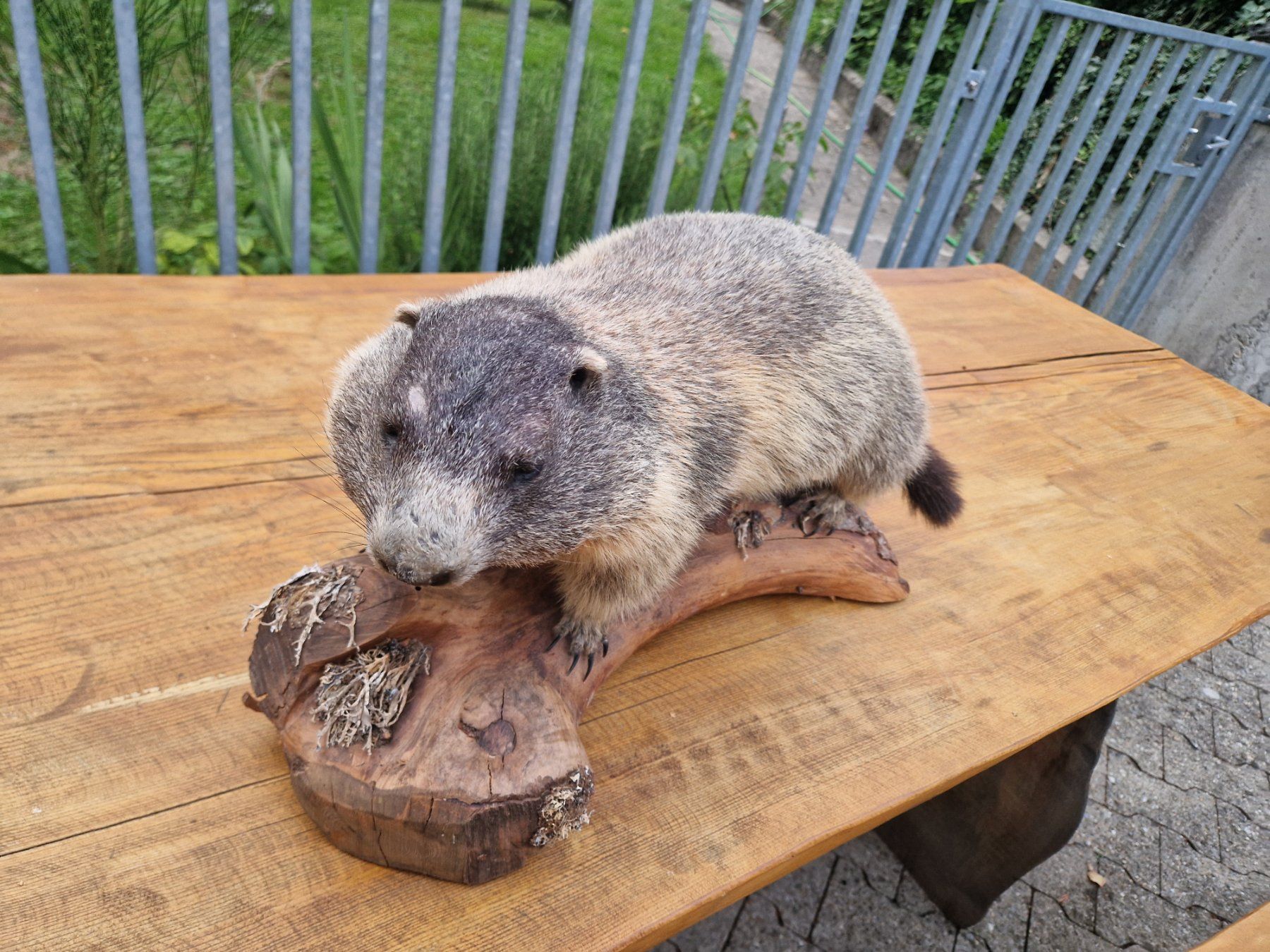 Monde des animaux: Murmeltier – D'occasion à Wetzikon ZH par Hella73
