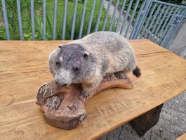 Murmeltier