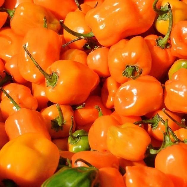 Piante & sementi: 30 Samen Orange Habanero Chilli – Nuovo (secondo la descrizione) da Ehrendingen venduto da VerveinaSamen 1