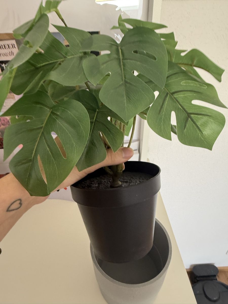 Piante & sementi: Kunstpflanze Monstera mit Topf – Nuovo (secondo la descrizione) da Hüttwilen venduto da sar_8gj7 2