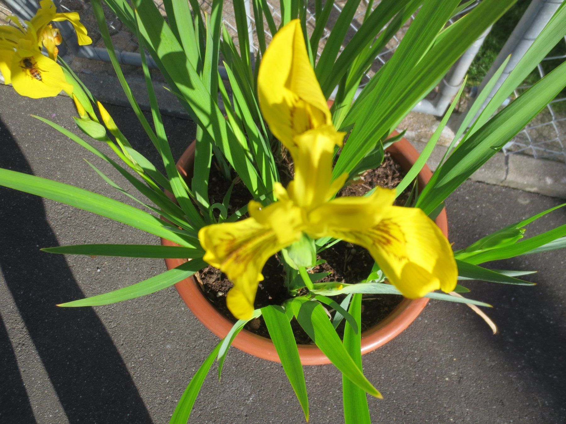 Piante & sementi: Gartenlilie im Topf, Gelb – Usato da Horgen venduto da hkek01 2