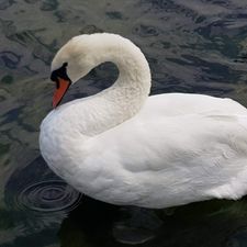 Profile image of Minouchka
