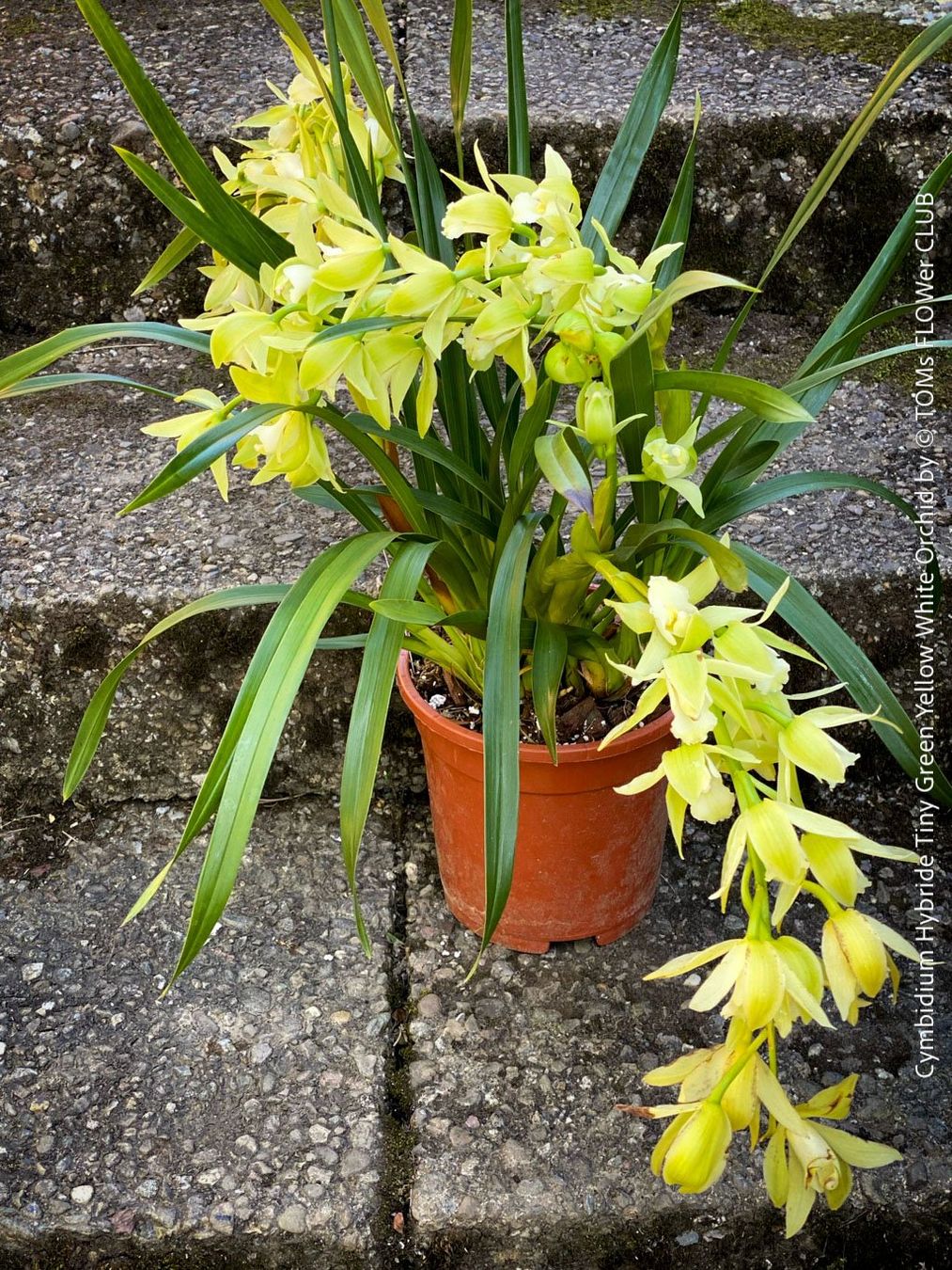 Piante & sementi: Cymbidium Hybride Tiny Green-Yellow-White Orchidee – Nuovo e nell'imballaggio originale da Adliswil venduto da astom369 2