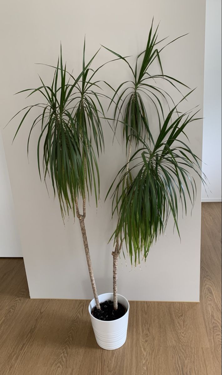 Piante & sementi: Plante d'intérieur Dracaena marginata – Usato da Port venduto da granitod