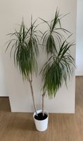 Plante d'intérieur Dracaena marginata
