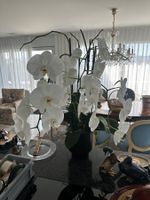 Phalaenopsis Orchidee weiss mit schwarzem Topf gepflegt