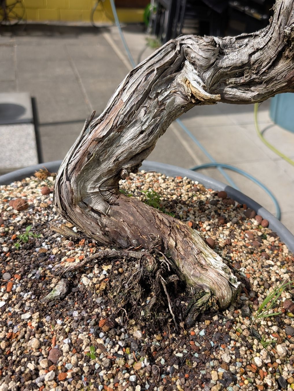 Pflanzen & Samen: Bonsai Wacholder 78cm – Gebraucht aus Buckten von Aerosolist 1