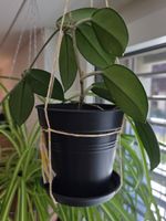 Hoya Carnosa Pflanze klein (1Steckling mit Wurzeln)