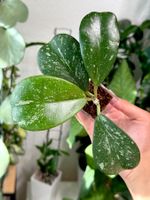 Hoya sp. Chiang Dao splash ✨