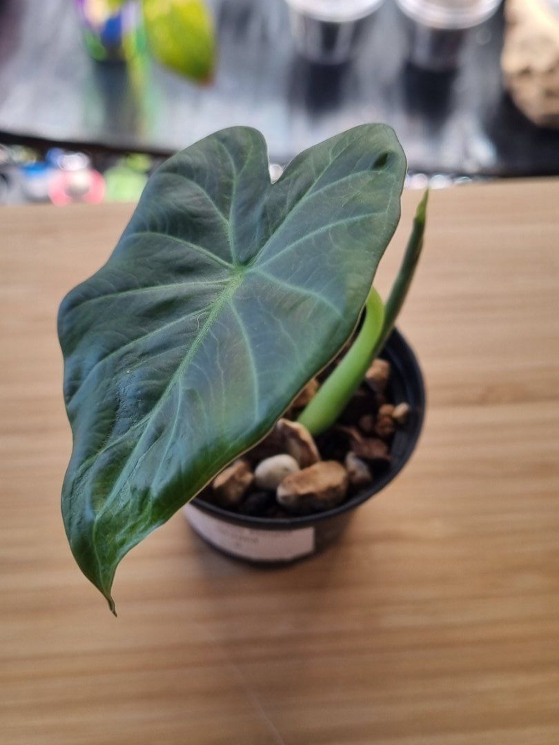 Piante & sementi: 🌿Alocasia RegalShield- Größe S – Nuovo e nell'imballaggio originale da Wallenwil venduto da LadyLeaf_Ellis1