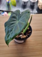 🌿Alocasia RegalShield- Größe S