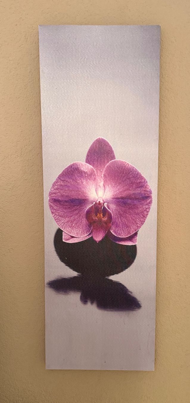 Foto & Immagini: Orchidee Bild – Usato da Hüttikon venduto da Danone2