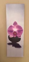 Orchidee Bild