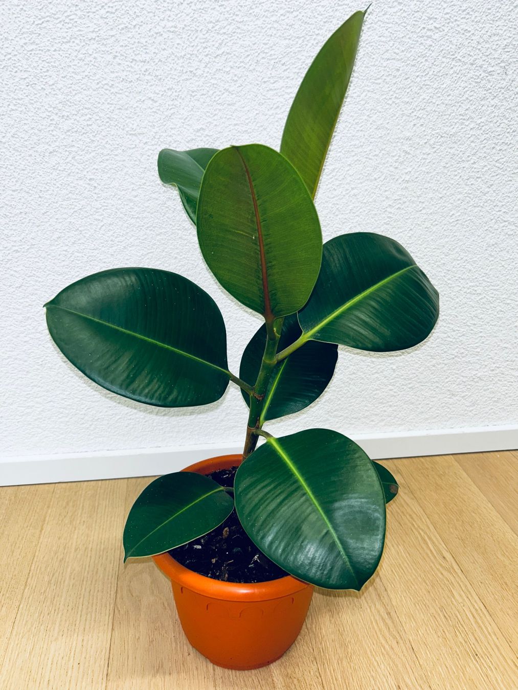 Piante & sementi: FICUS ELASTICA ROBUSTA Pflanze, Gummibaum 60 cm – Usato da Kilchberg ZH venduto da malibubeach 5