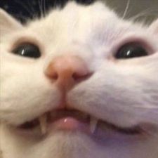 Profile image of Gutzi94