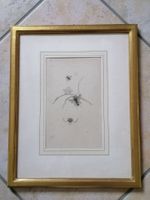 Lithographie, 60 iger Jahre, Insekten