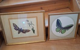 2 schöne gerahmte Schmetterlinge Bilder, Max Heuberger