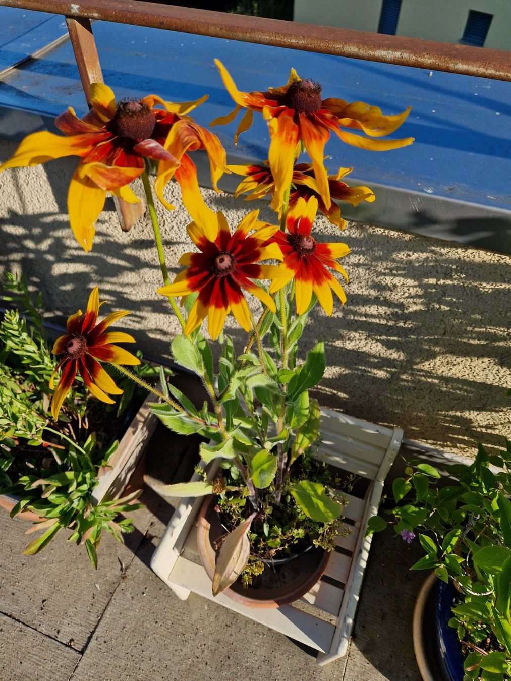 Piante & sementi: Balkon-/Gartenpflanze: Sonnenhut – Usato da Münchenbuchsee venduto da Aare22 1