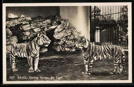 Basel, Zoologischer Garten, Zwei Tiger i