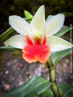 Dendrobium Jiaho Candy - 50x30cm Orchidee aus der Sammlung