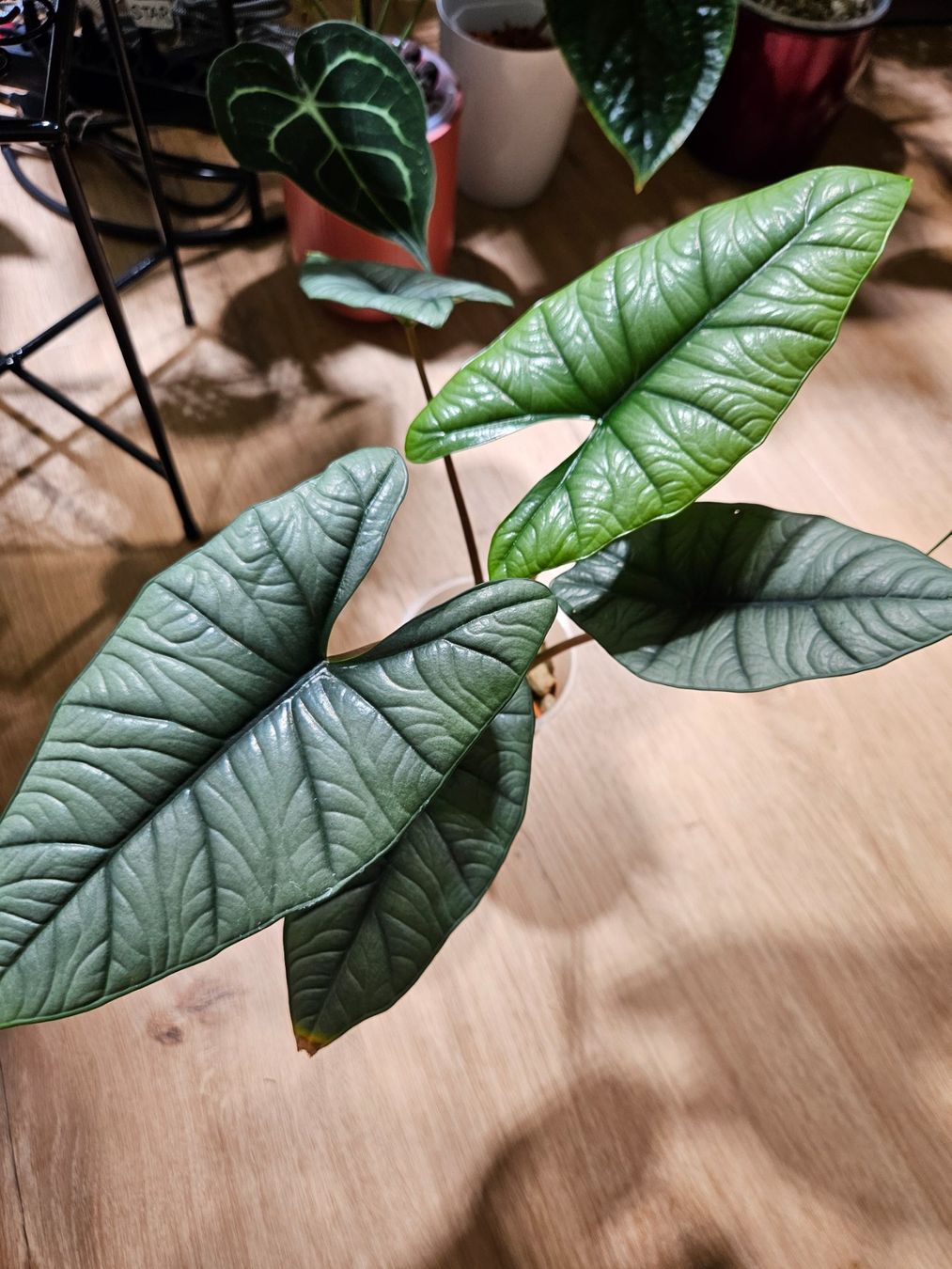 Pflanzen & Samen: Alocasia Platinum (medium) – Gebraucht aus Buttikon SZ von Jagoda87 2