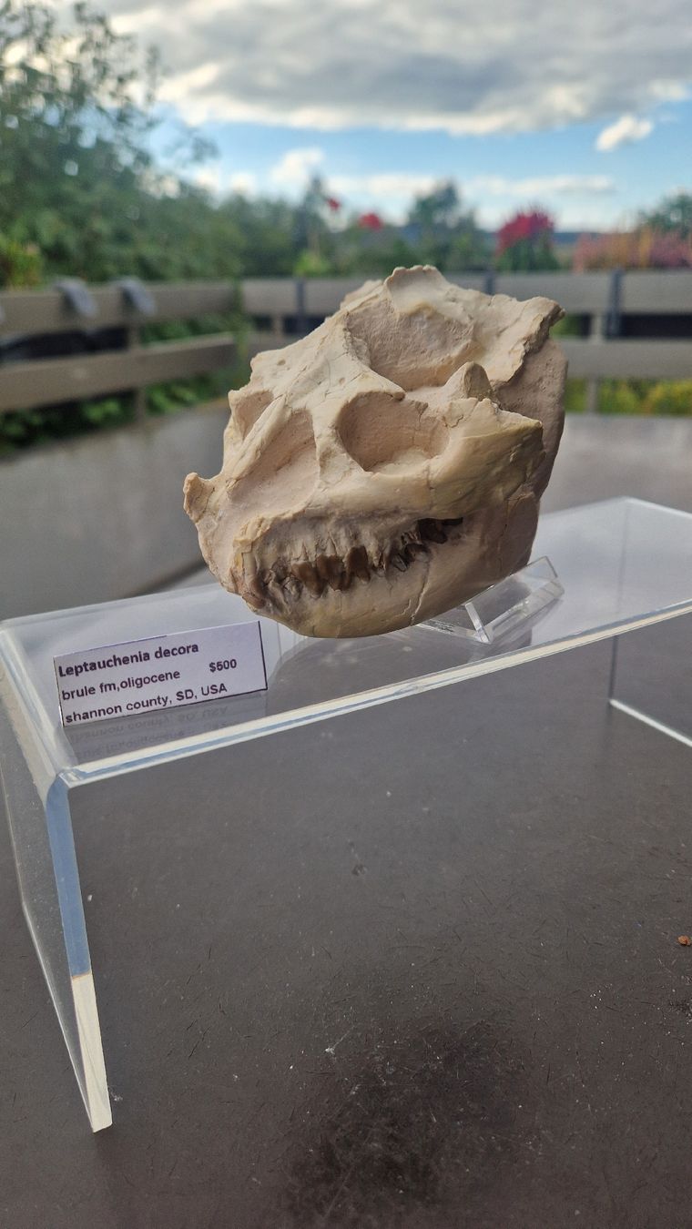 Fossilien: Fossiler Laptauchenia decora – Gebraucht aus Niederhasli von rehauge01 3