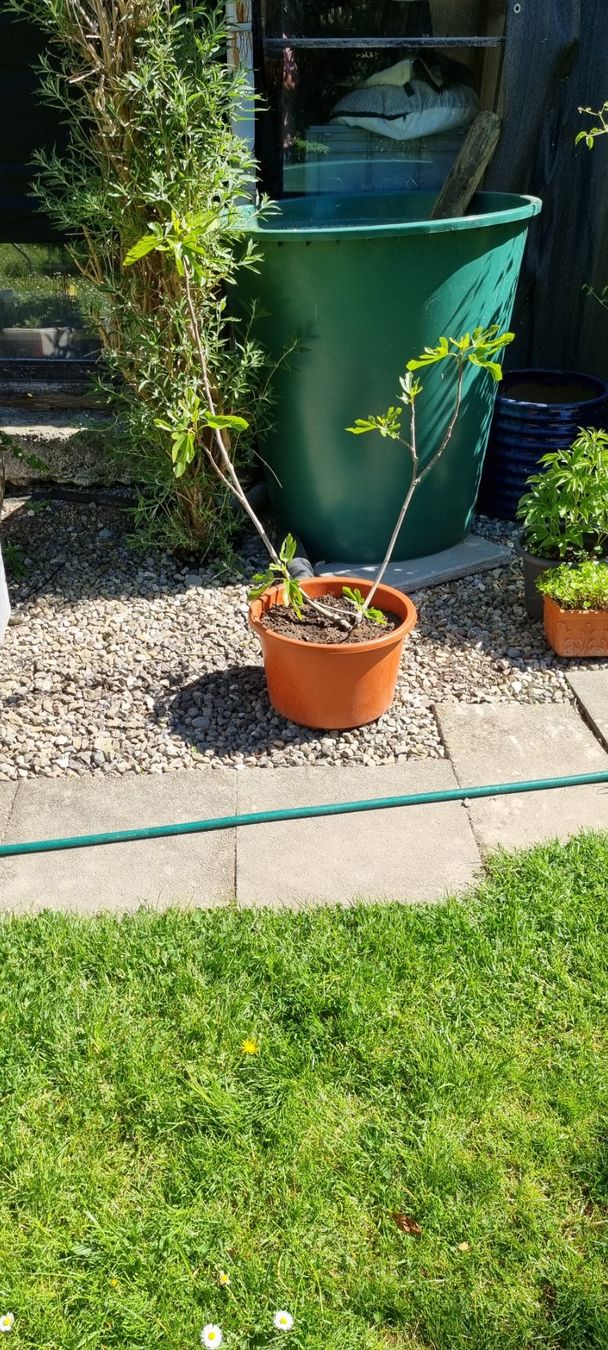 Piante & sementi: Feigenbaum im Topf, winterhart, für Garten oder Balkon. – Usato da egliswil venduto da Maggy6
