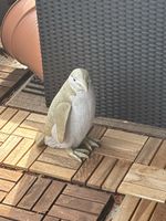Gartenfigur Pinguin in gutem Zustand