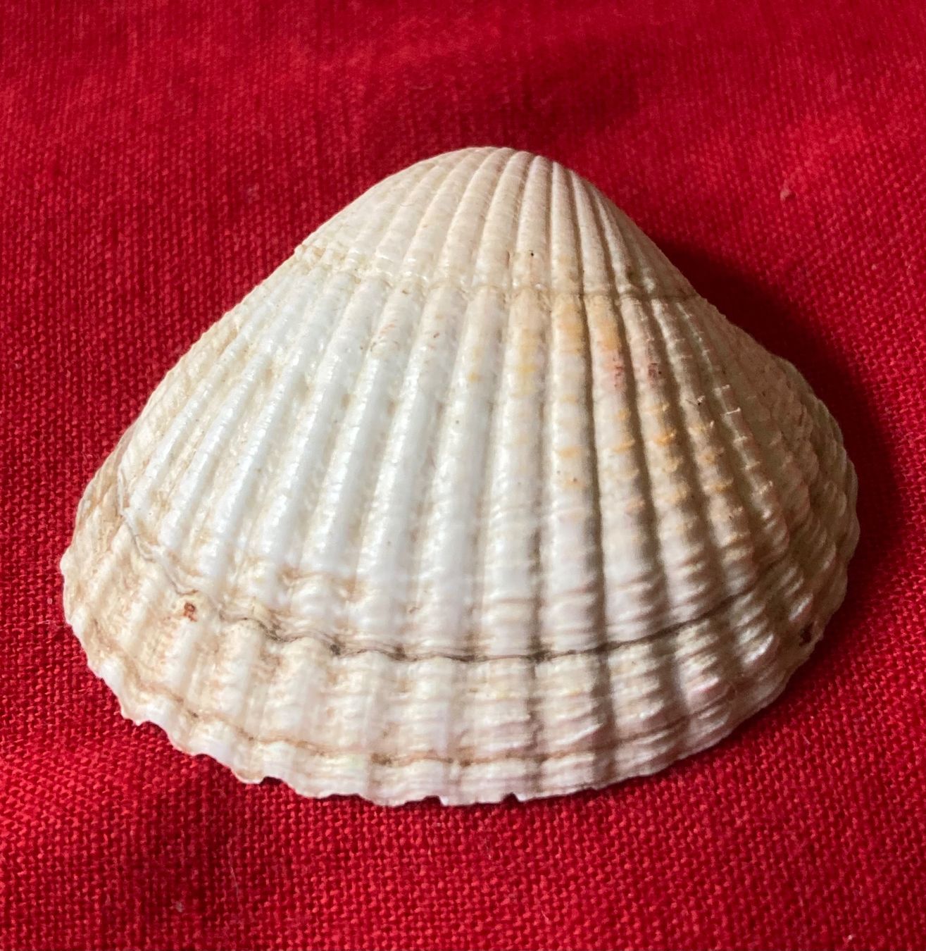 Fossili: 3 kleine Muscheln – Usato da Zürich venduto da Gustavo_Bianco 3