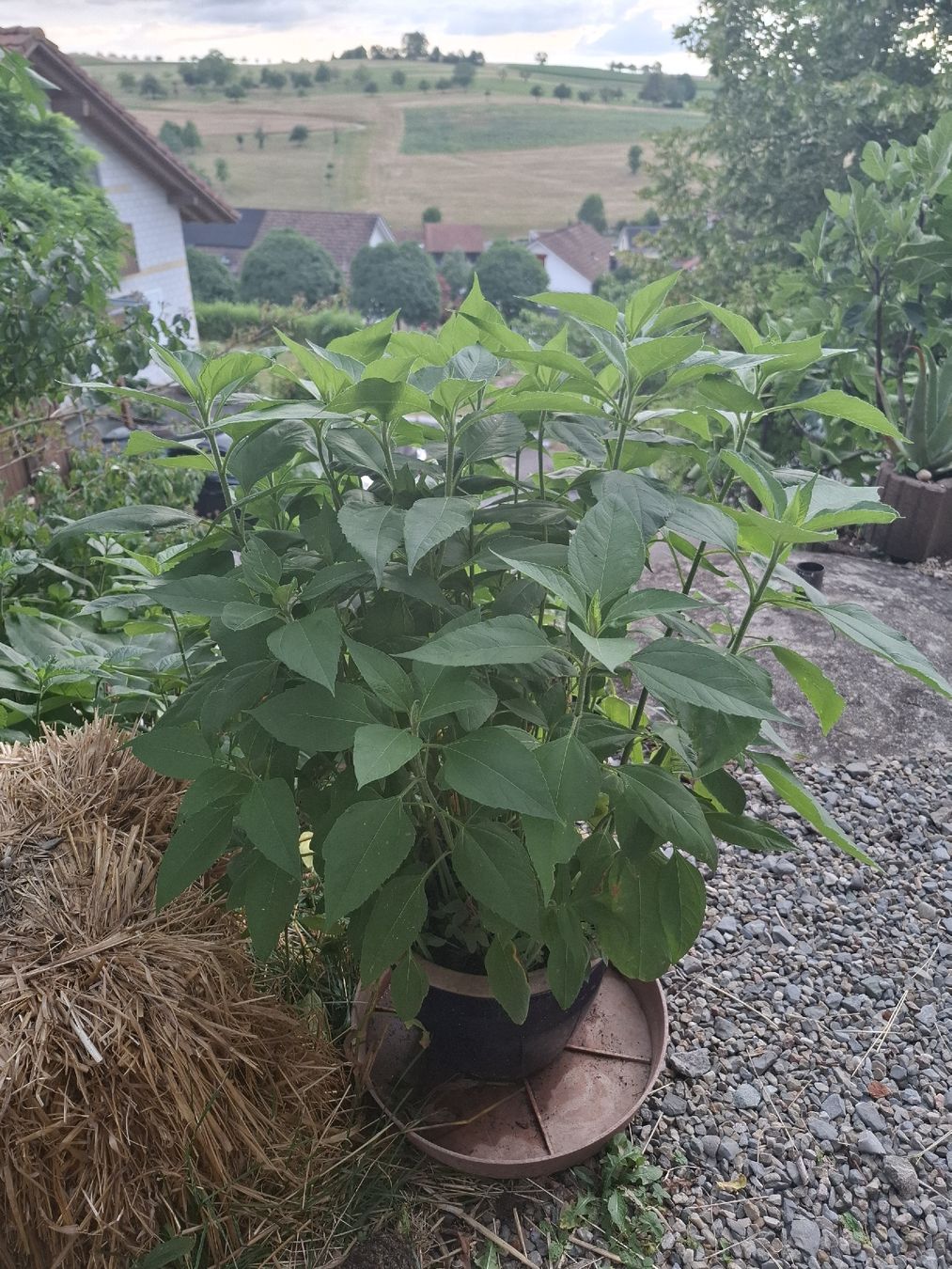Plantes & graines: Topinambur – D'occasion à Zeihen par P_B4