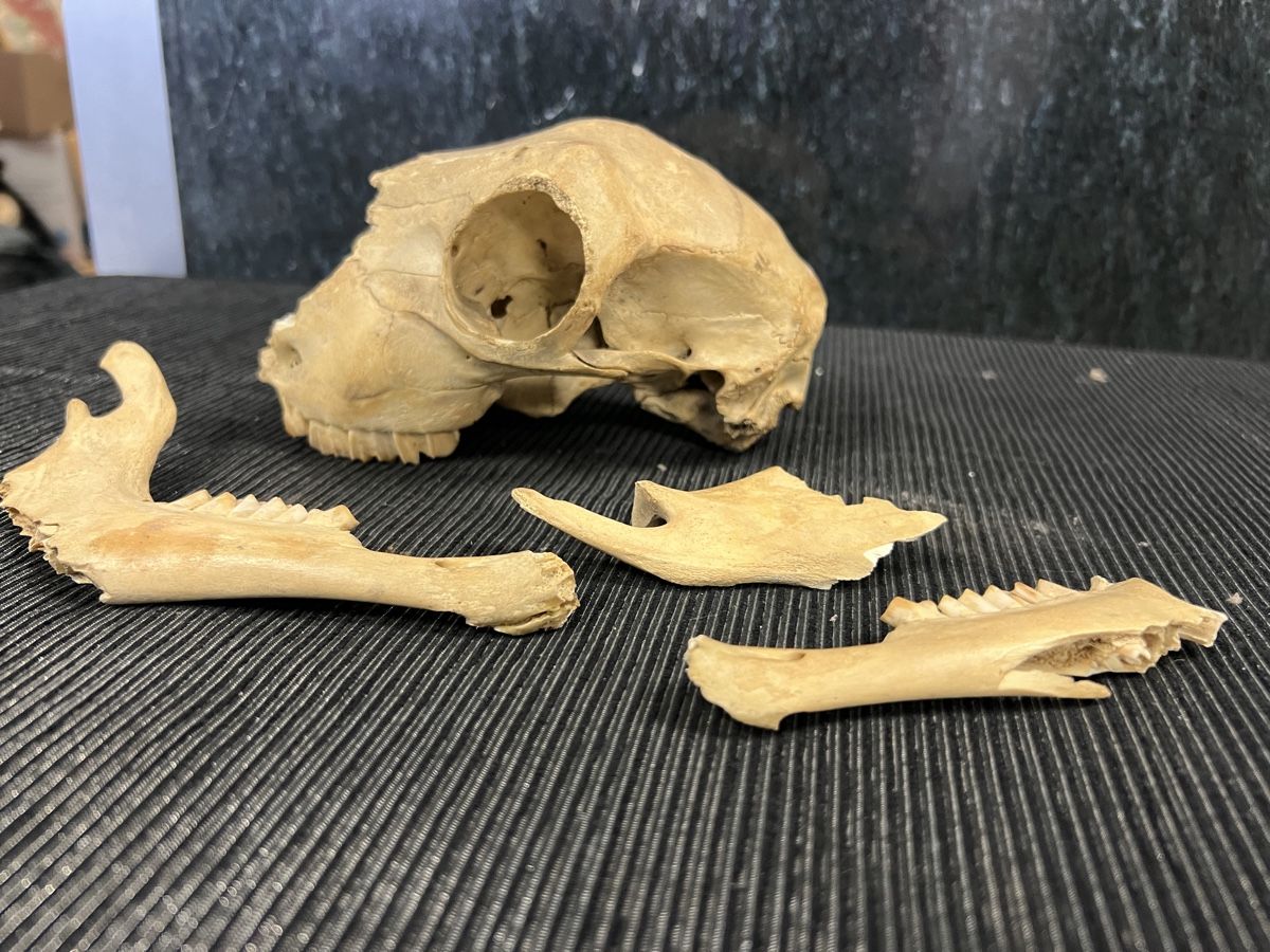 Welt der Tiere: CRÂNE 💀  ANCIEN – Gebraucht aus Genève von Leboucheoreilles 5