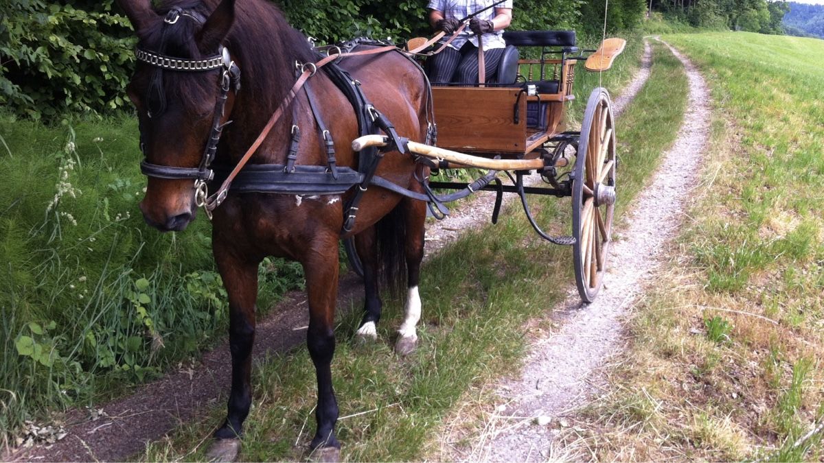 Carrozze: Einachser Kutsche mit Brustblatt- Geschirr – Usato da Grasswil venduto da Maria054 1