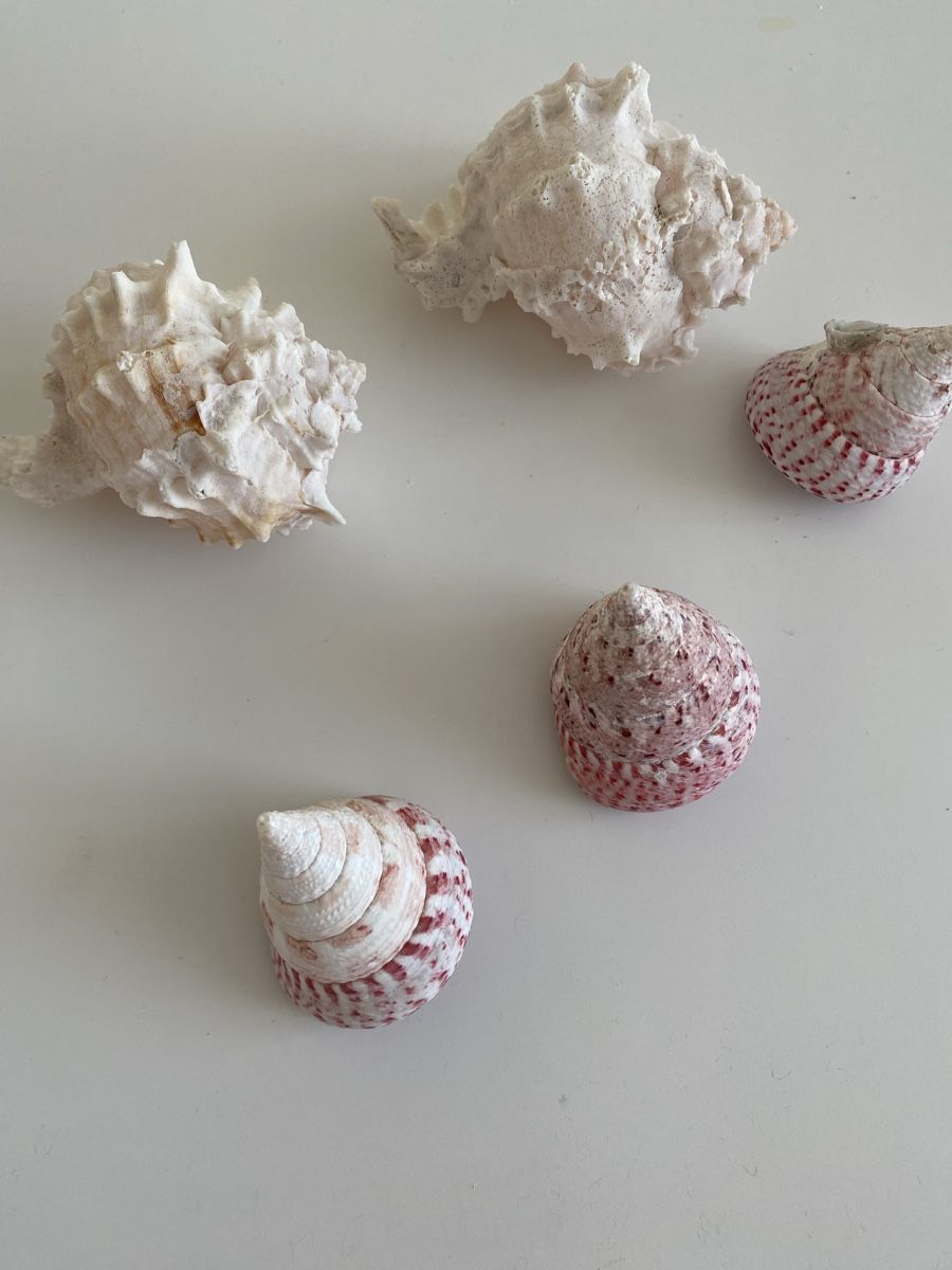 Fossilien: Muscheln 5 Stk für Deko – Neu (gemäss Beschreibung) aus Brugg AG von Honeybee6 1