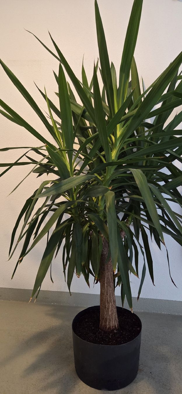Piante & sementi: Yucca – Usato da Sirnach venduto da ric_7rvj